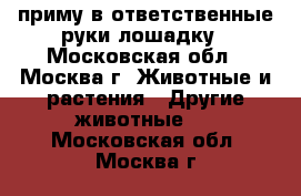 приму в ответственные руки лошадку - Московская обл., Москва г. Животные и растения » Другие животные   . Московская обл.,Москва г.